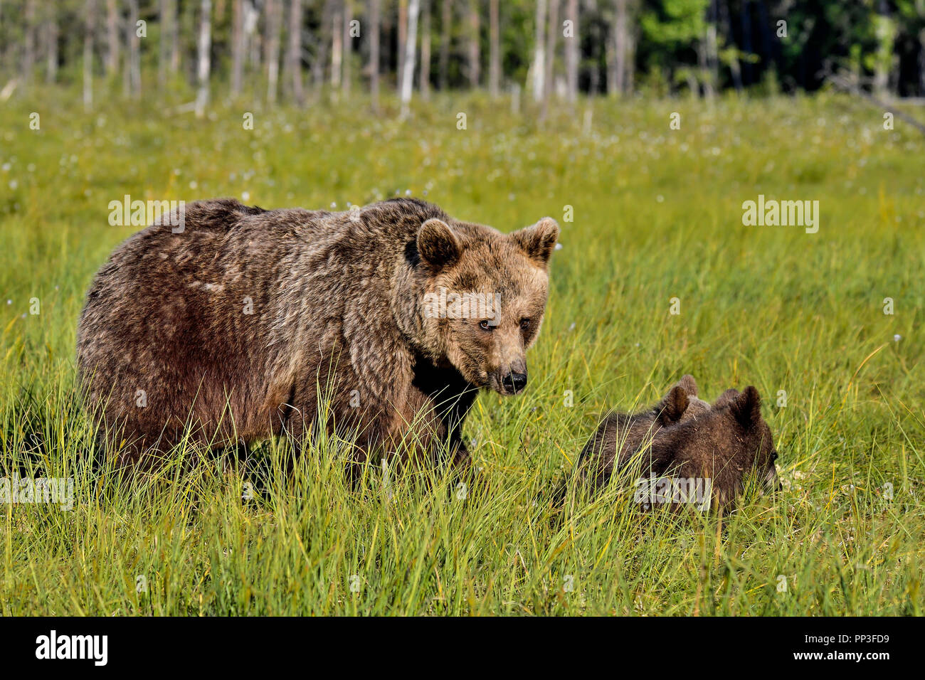 Orso bruno la mamma con i suoi cuccioli alla palude. Si può vedere dai suoi occhi che sono sotto il suo radar. Foto Stock
