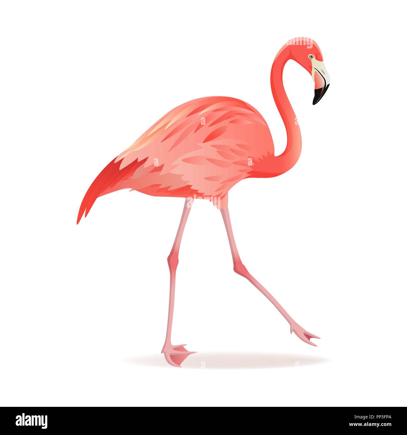 Rosso e rosa fenicottero illustrazione vettoriale. Raffreddare gli uccelli esotici a piedi design decorativo raccolta di elementi. Flamingo isolati su sfondo bianco Illustrazione Vettoriale