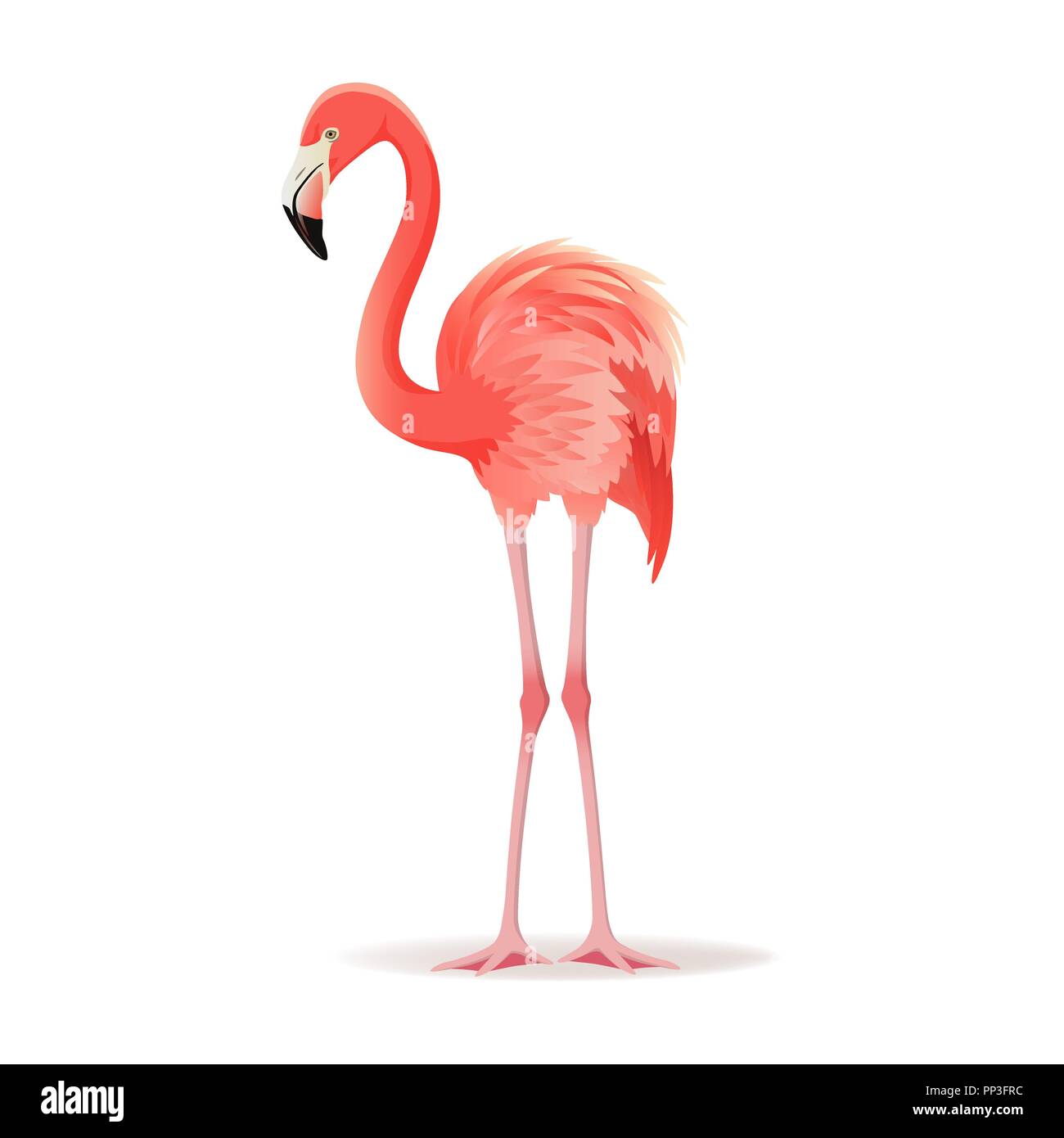 Rosso e rosa fenicottero illustrazione vettoriale. Raffreddare gli uccelli esotici in piedi, design decorativo raccolta di elementi. Flamingo isolati su sfondo bianco Illustrazione Vettoriale