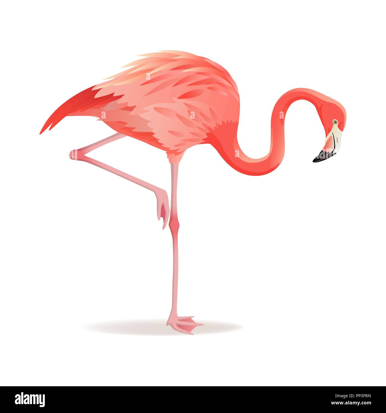 Rosso e rosa fenicottero illustrazione vettoriale. Raffreddare gli uccelli esotici in piedi, design decorativo raccolta di elementi. Flamingo isolati su sfondo bianco Illustrazione Vettoriale