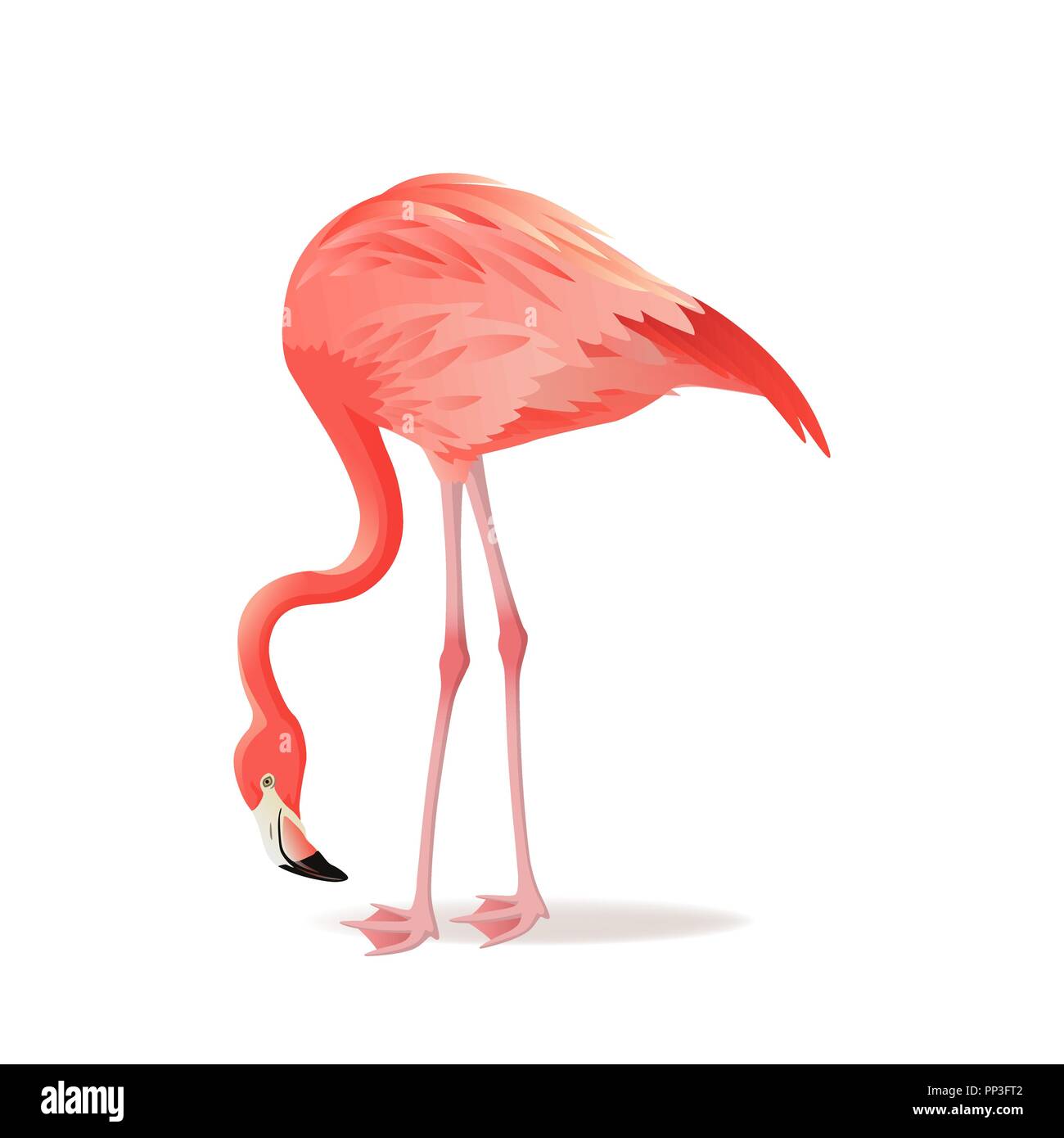 Rosso e rosa fenicottero illustrazione vettoriale. Raffreddare gli uccelli esotici in piedi, design decorativo raccolta di elementi. Flamingo isolati su sfondo bianco Illustrazione Vettoriale