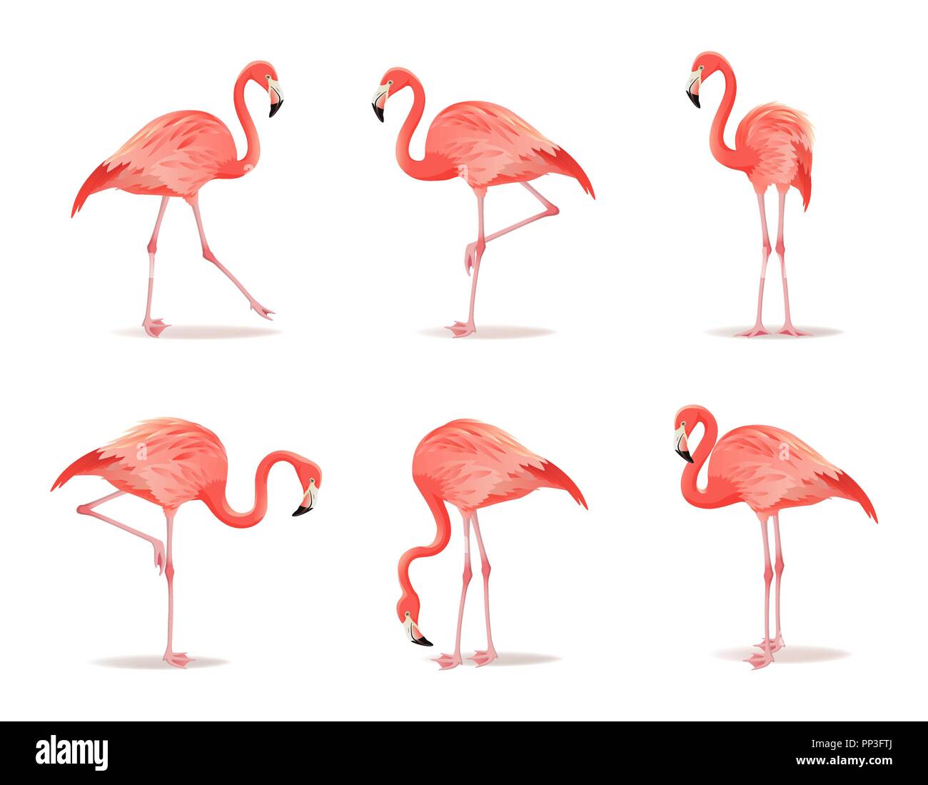 Rosso e fenicottero rosa set, illustrazione vettoriale. Raffreddare gli uccelli esotici in diverse pose design decorativo raccolta di elementi. Flamingo isolati su sfondo bianco Illustrazione Vettoriale