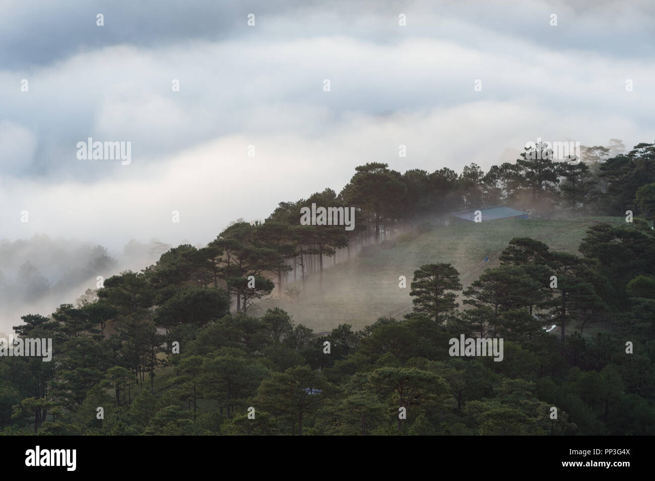 Backgroud con nebbia coprire la pineta e la magia della luce, Sunray, artwork fatto riccamente, il paesaggio e la natura, l'uso delle immagini per la stampa, annuncio pubblicitario Foto Stock