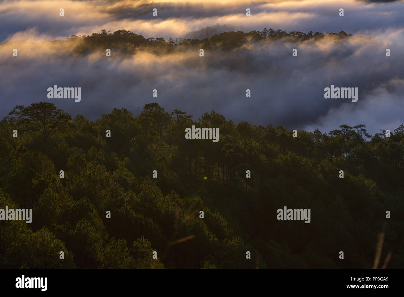 Backgroud con nebbia coprire la pineta e la magia della luce, Sunray, artwork fatto riccamente, il paesaggio e la natura, l'uso delle immagini per la stampa, annuncio pubblicitario Foto Stock