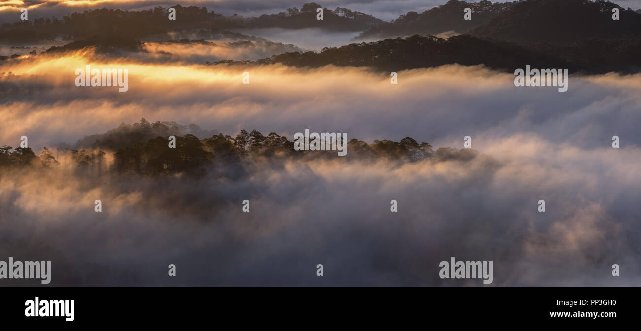 Backgroud con nebbia coprire la pineta e la magia della luce, Sunray, artwork fatto riccamente, il paesaggio e la natura, l'uso delle immagini per la stampa, annuncio pubblicitario Foto Stock