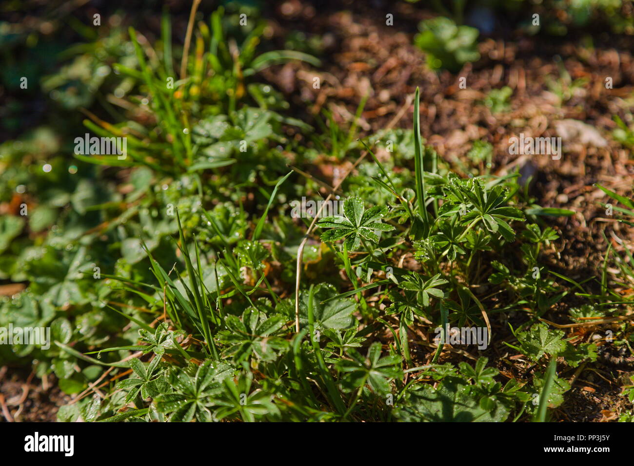 Alpine Lady's-mantello (Alchemilla alpina) Foto Stock