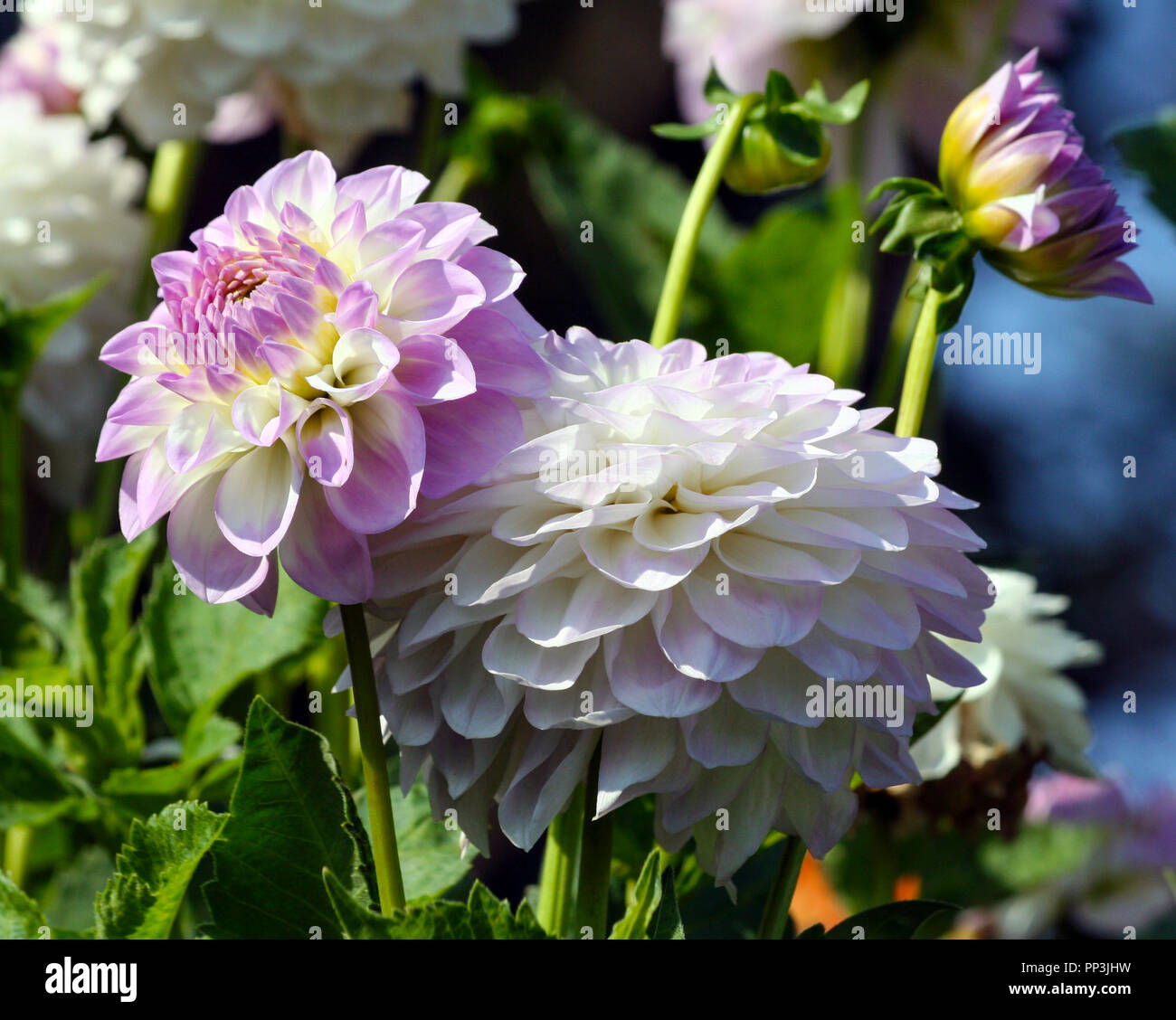 Varietà di crisantemo mezzanotte luna asteraceae pianta, lilla petali luminosi gradualmente trasformando in un giallo e bianco ombra di piante, una soleggiata giornata autunnale Foto Stock