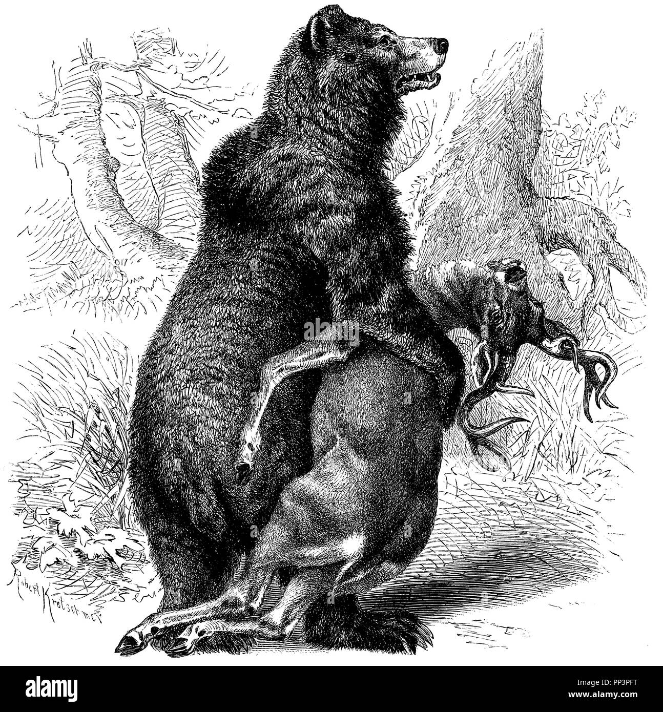 Orso grizzly, Robert Kretschmer 1897 Foto Stock