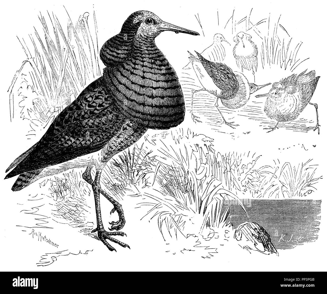Ruff, 1870 Foto Stock