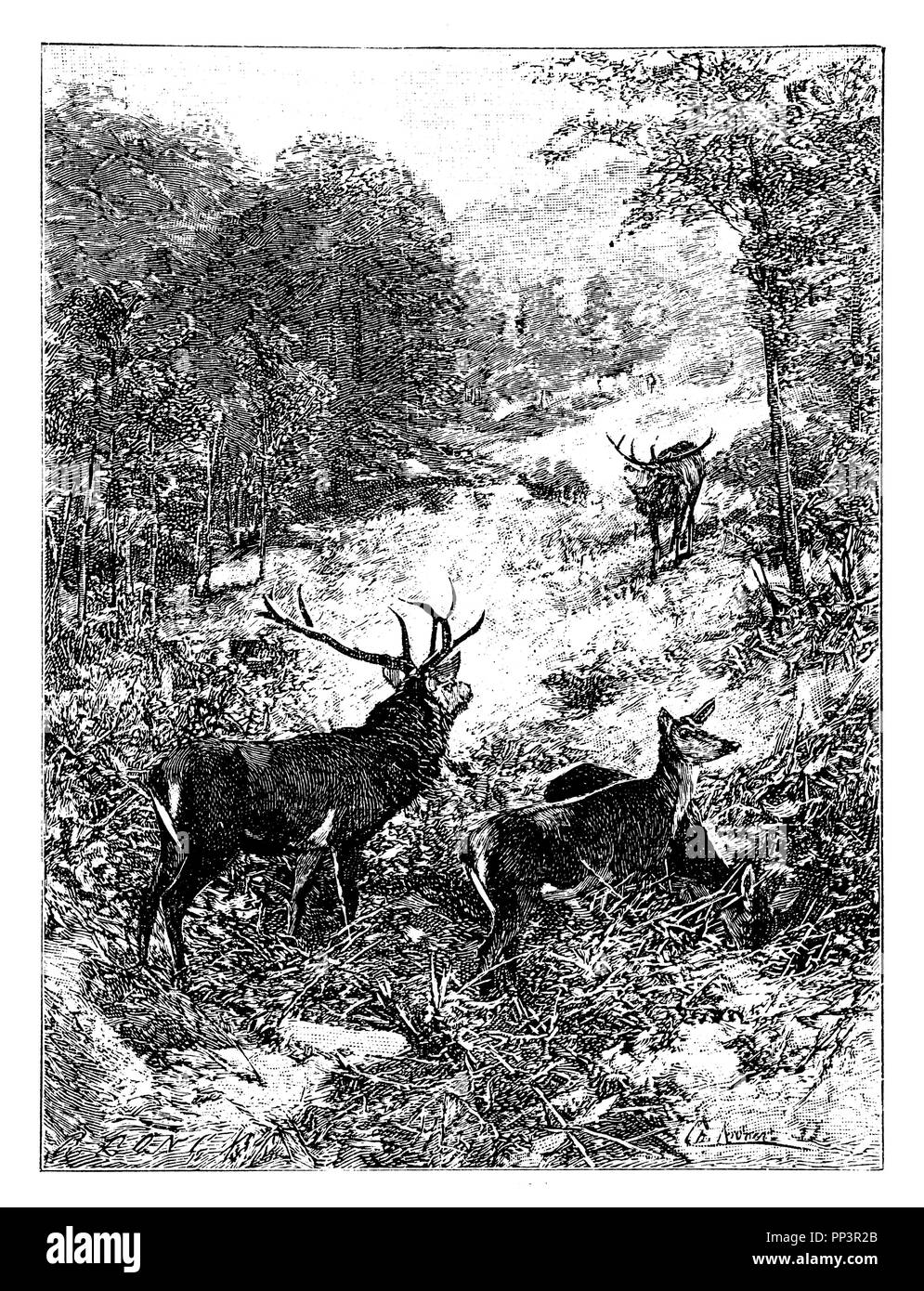 Red Deer famiglia, Foto Stock