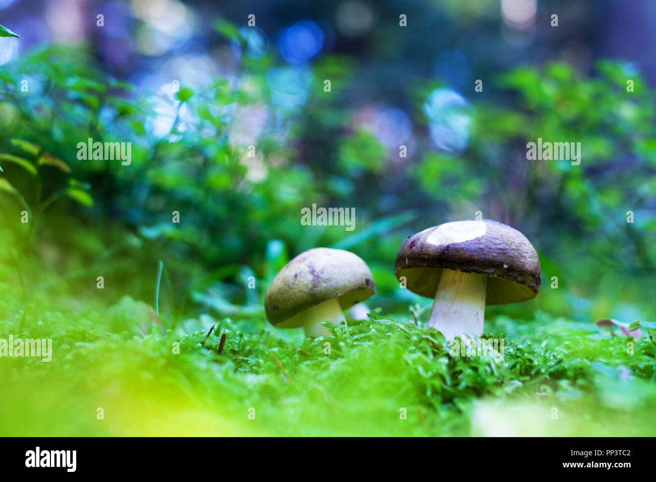 I funghi di bosco d'estate. La fotografia naturalistica Foto Stock