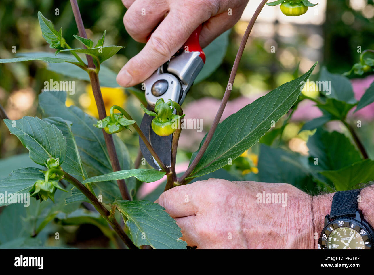 Disbudding una dalia impianto usando secateurs per estrarre piccoli boccioli di fiori. Foto Stock