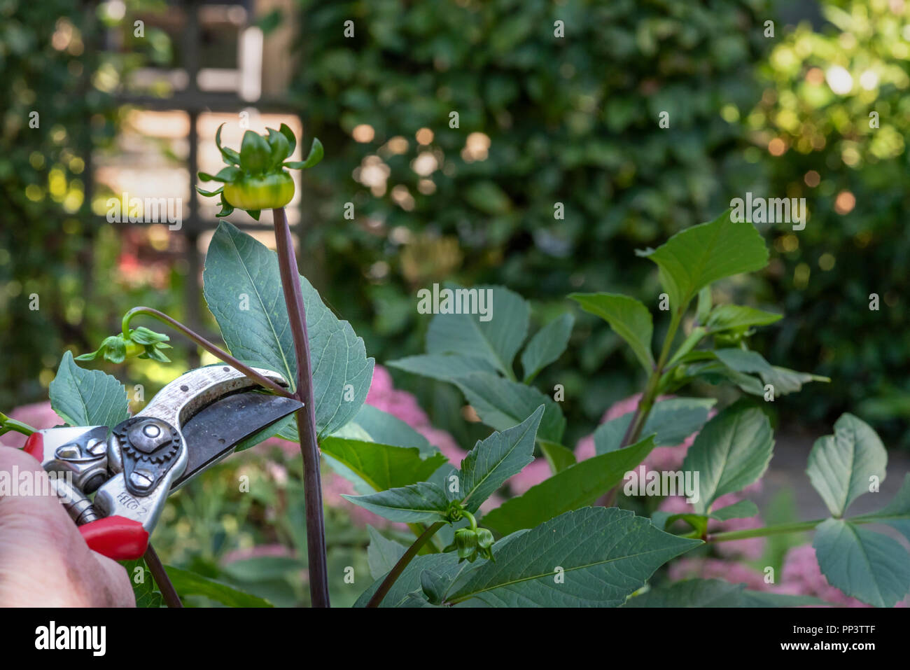 Disbudding una dalia impianto usando secateurs per estrarre piccoli boccioli di fiori. Foto Stock