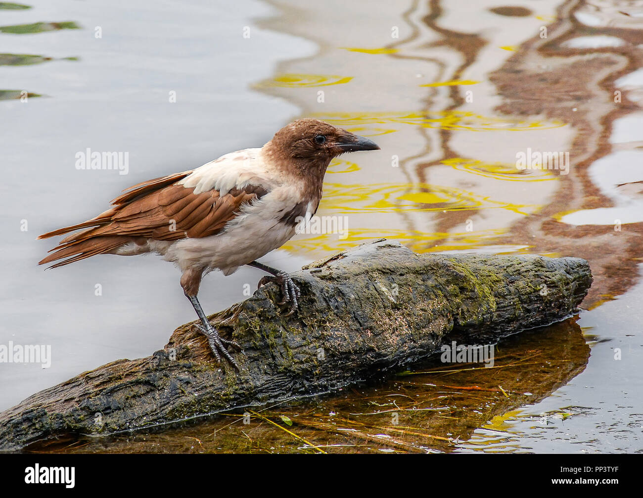 A piedi insolita corvi colorati nel parco della città di San Pietroburgo. Il quartiere Kupchino. Foto Stock