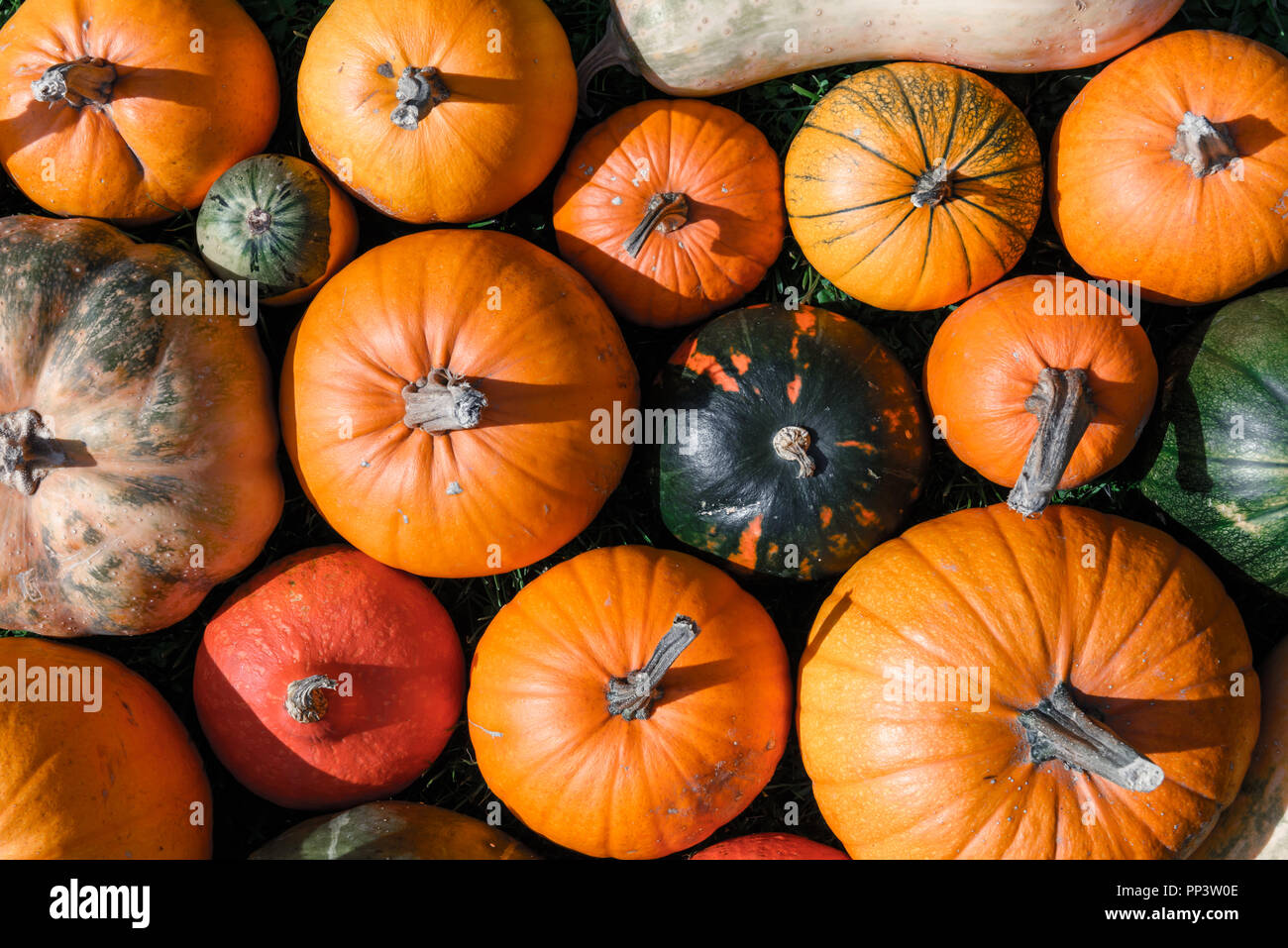 Diversi tipi di zucche closeup. Halloween e autunno sfondo Foto Stock