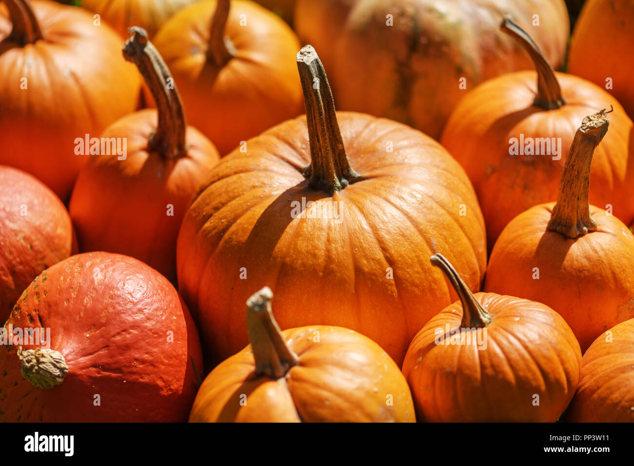 Diversi tipi di zucche closeup. Halloween e autunno sfondo Foto Stock