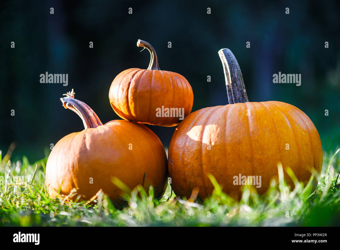 Diversi tipi di zucche in giardino di erba. Halloween e autunno sfondo Foto Stock