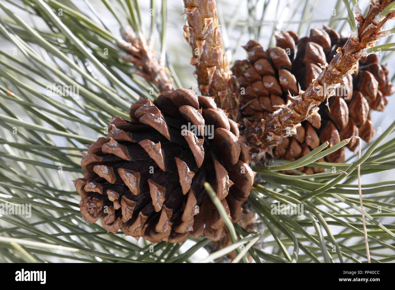 Snowy Pigne su Ponderosa Pine Tree Foto Stock