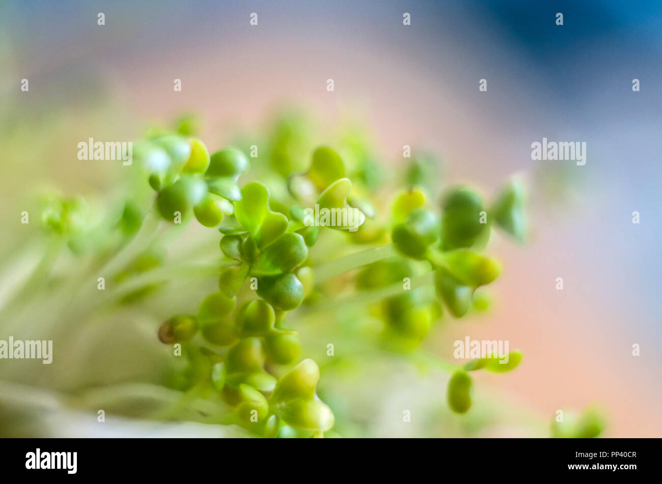 I germogli di erba medica macrophotographs sullo sfondo esfoliata. Mikrogreen super-cibo. Foto Stock