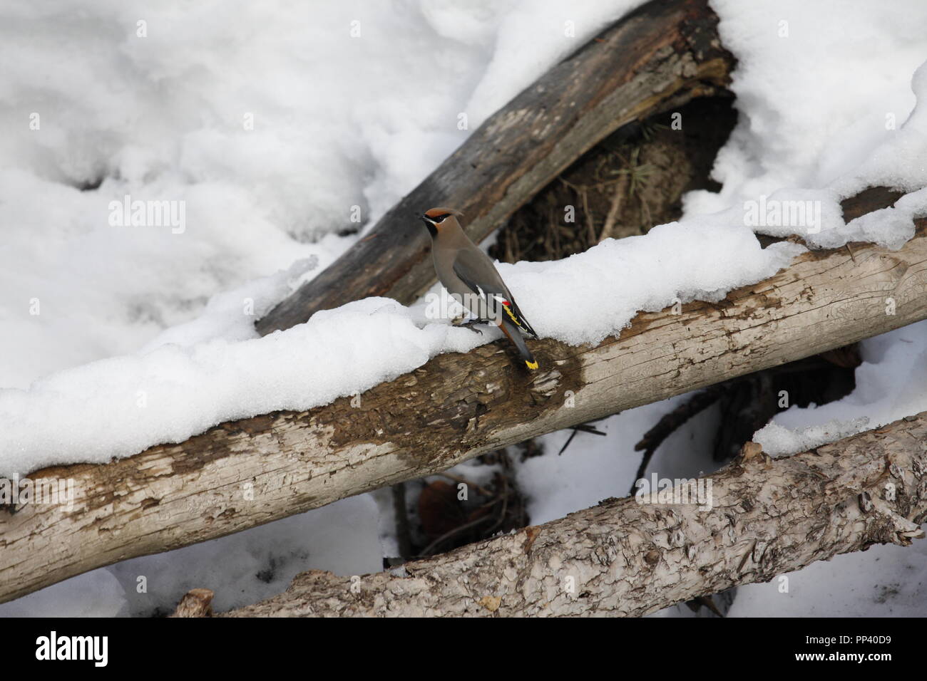 Il Cedar Waxwing prendendo un riposo in inverno la neve Foto Stock