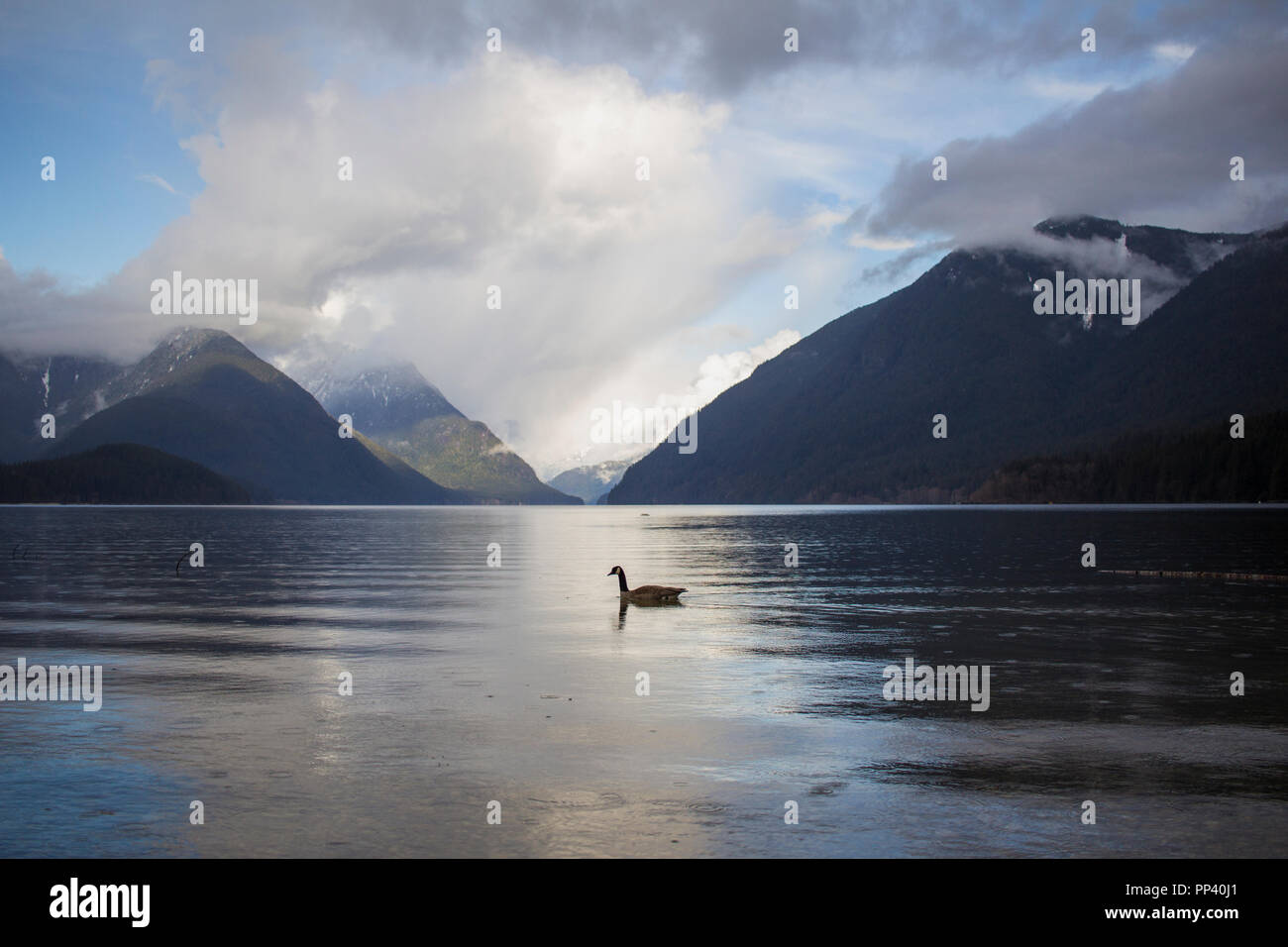 Un solitario Canada Goose tranquillamente galleggiante sul Lago Alouette, Golden Ears Parco Provinciale,British Columbia, Canada. Foto Stock