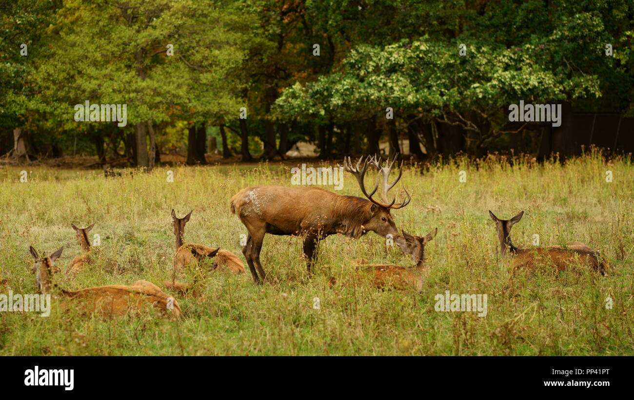 Un cervo di amicizia. Un europeo di cervi rossi stag baciando la sua hind durante la stagione di solchi. Foto Stock