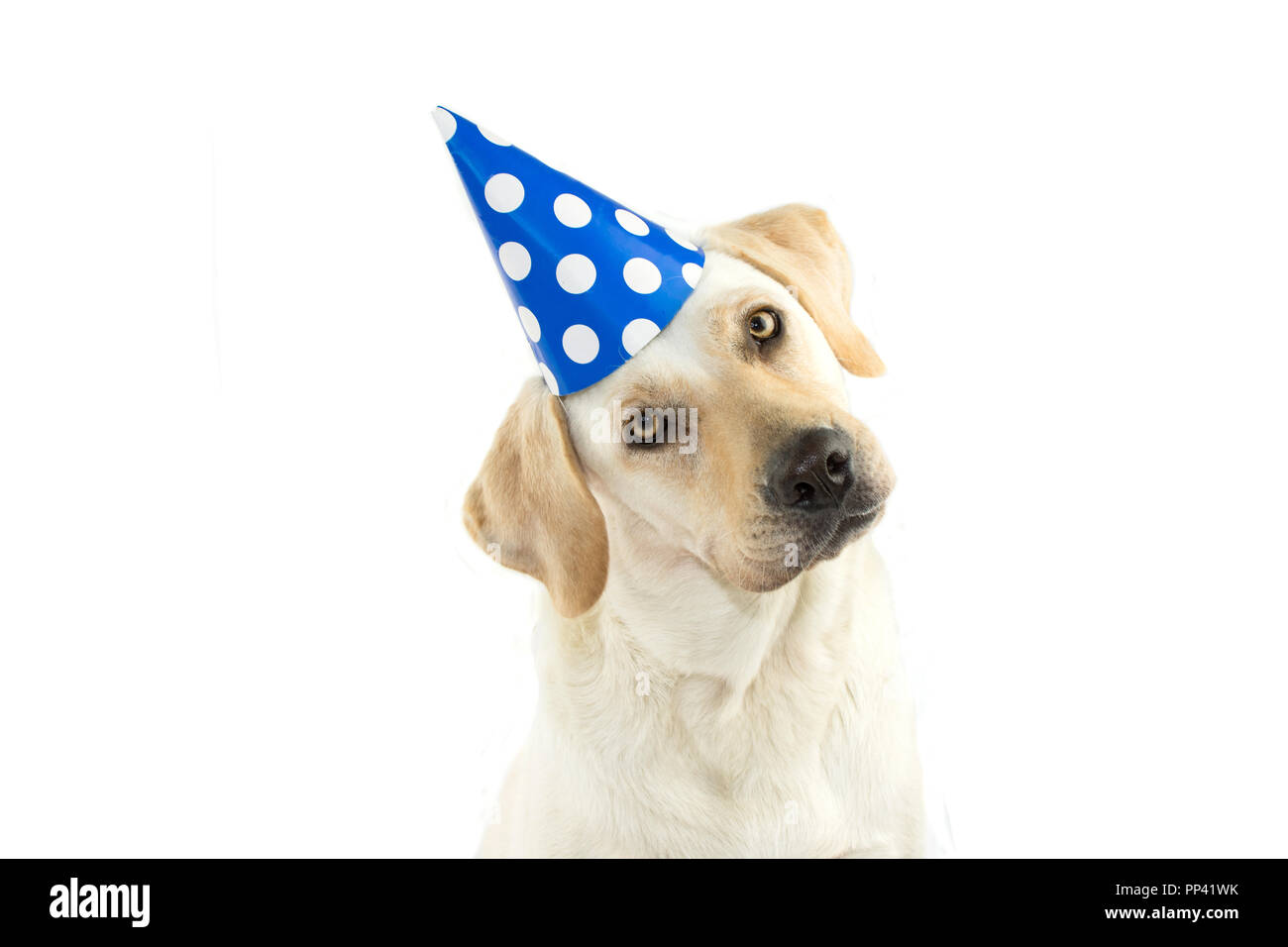 CUTE cane la celebrazione di una festa di compleanno, la colorazione del lato di testa e guardando la telecamera, indossando un BLUE POLKA DOT HAT. Isolati contro uno sfondo bianco. C Foto Stock