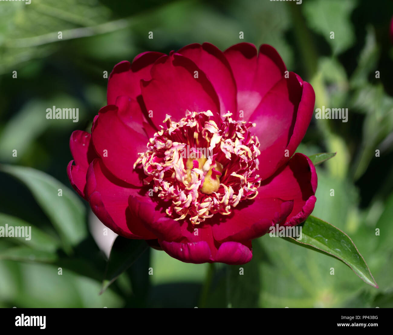 "Parola Dance' giardino comune peonia, Luktpion (Paeonia lactiflora) Foto Stock