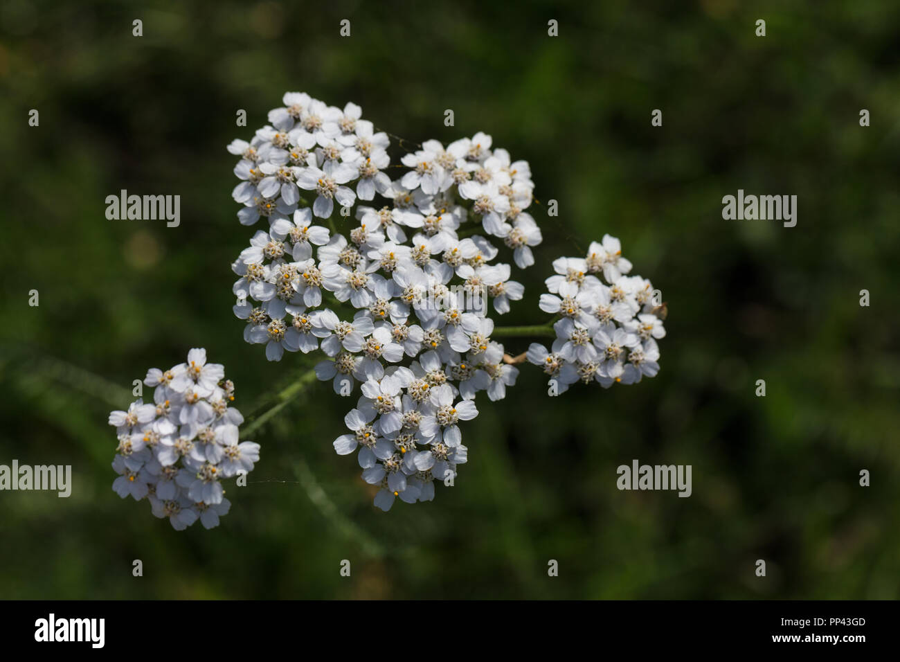 Comune di achillea, Röllika (Achillea millefolium) Foto Stock
