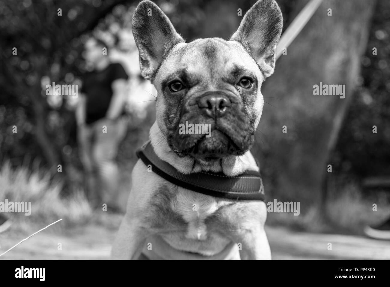 Il francese Bull cane. Il francese. BullDog Foto Stock