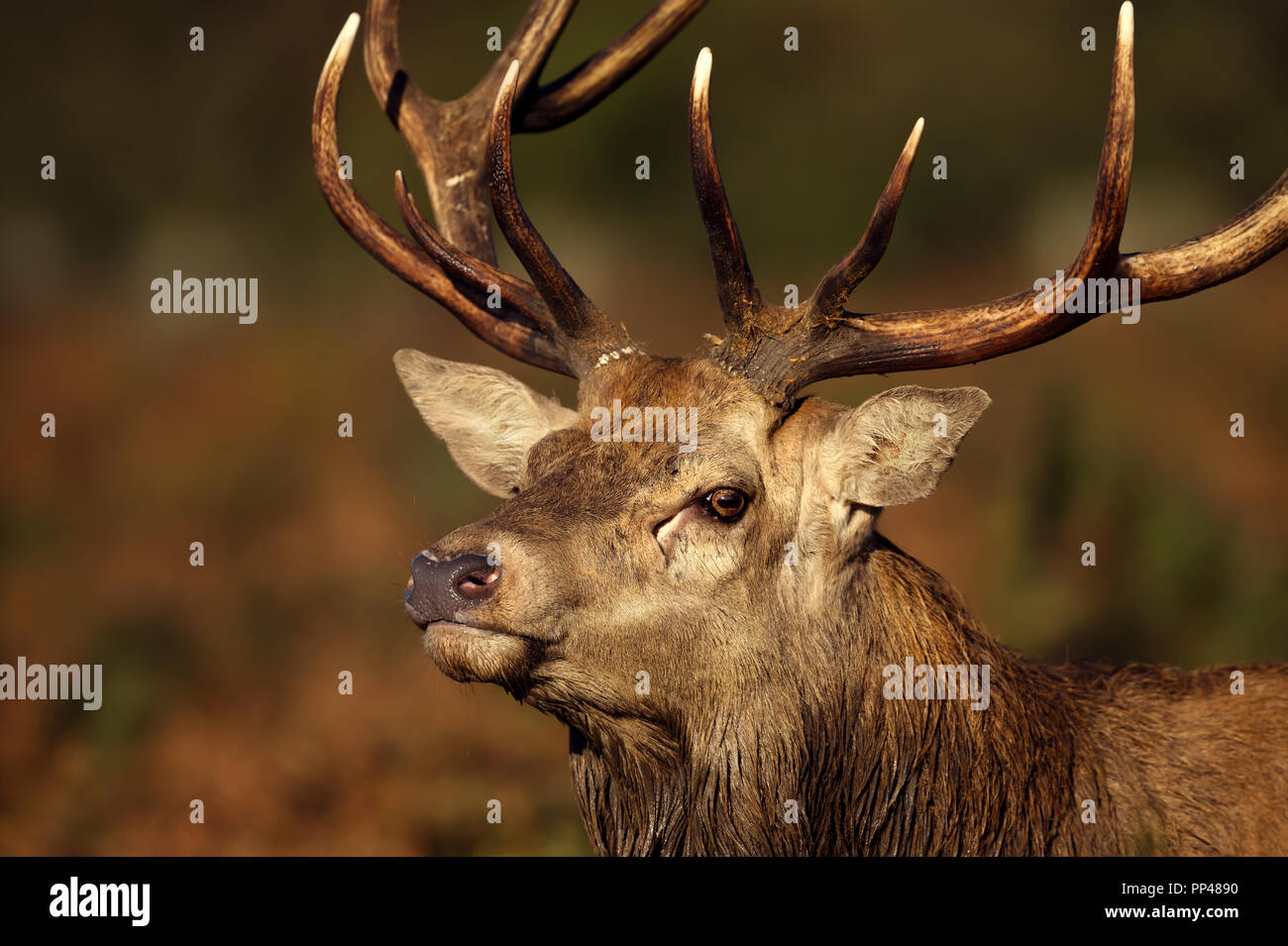 Close up di un cervo rosso cervo durante la routine in autunno, UK. Foto Stock