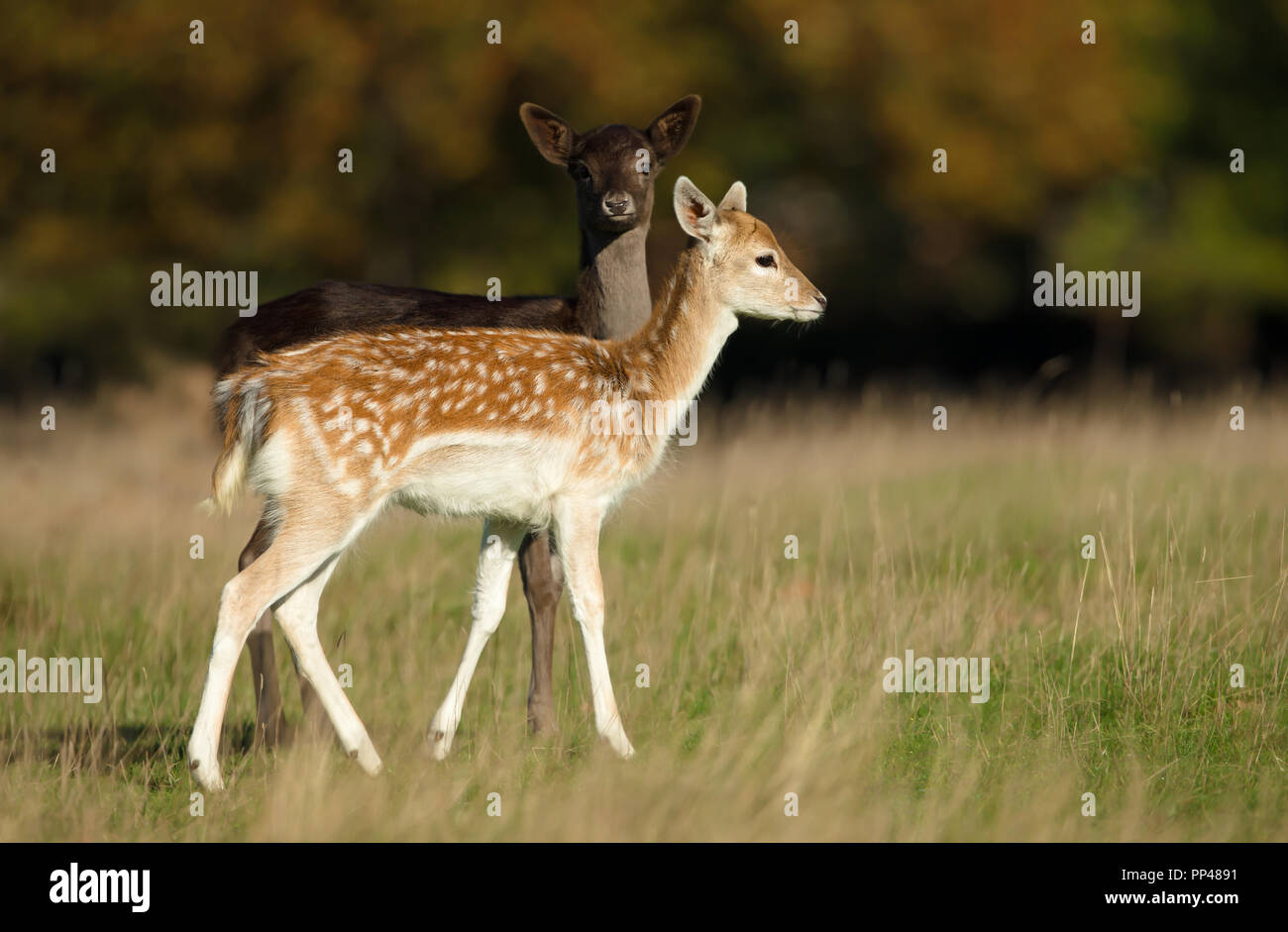 Due giovani esemplari di daini che pascolano nel prato, autunno nel Regno Unito. Foto Stock