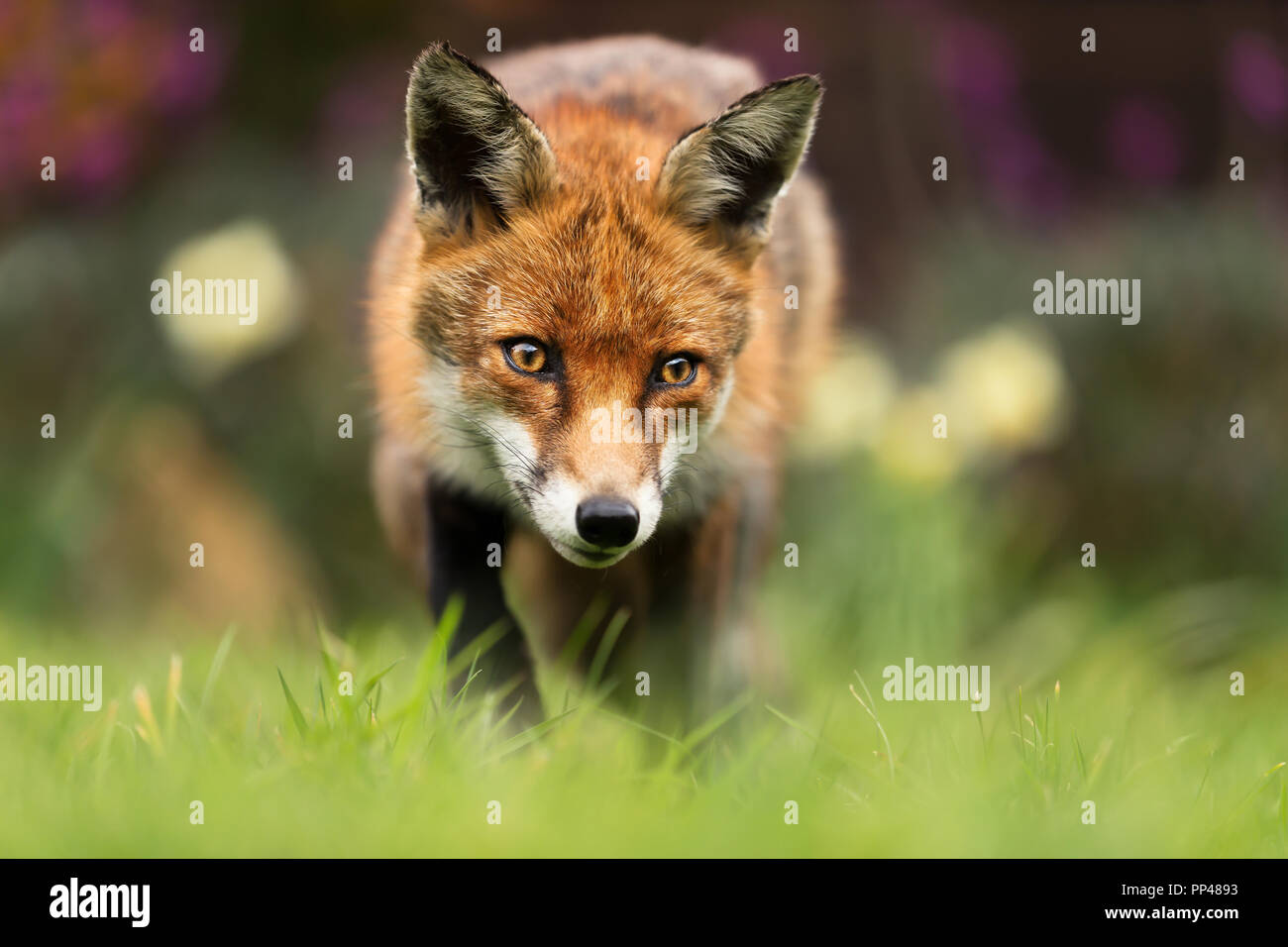 In prossimità di una volpe rossa, UK. Foto Stock