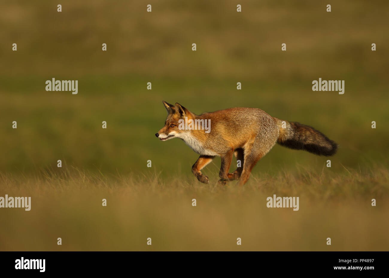 In prossimità di una volpe rossa in esecuzione attraverso il campo. Foto Stock