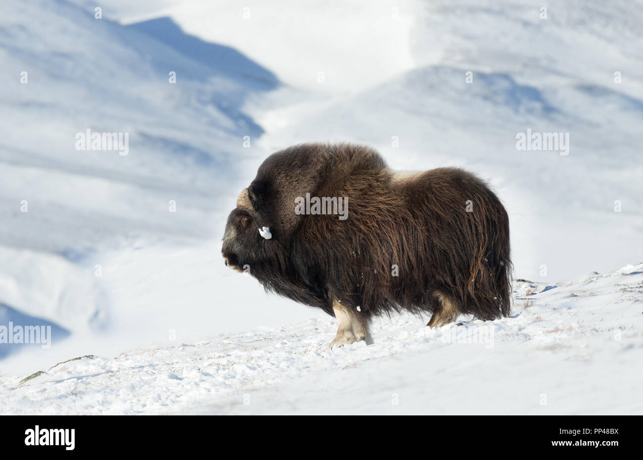 Close up di un maschio di muschio Ox (Ovibos moschatus) in piedi nella neve montagne Dovrefjell durante il freddo inverno in Norvegia. Foto Stock