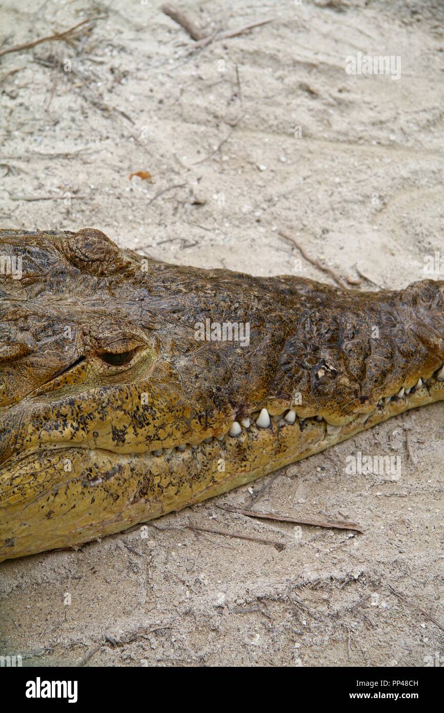 In prossimità di una testa di coccodrilli in appoggio sulla sabbia in Messico Foto Stock