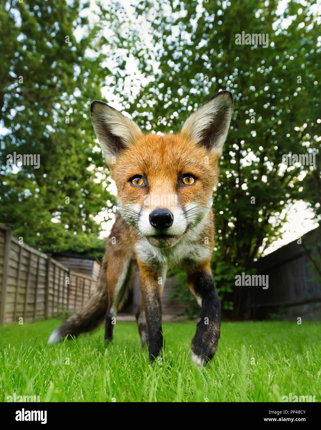 In prossimità di una volpe rossa nel giardino sul retro, Londra, Regno Unito. Foto Stock