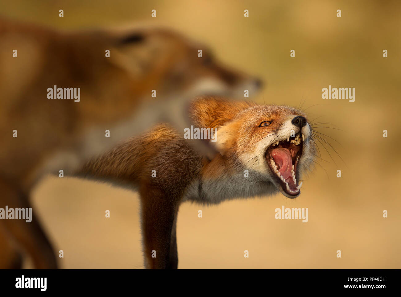 In prossimità di due volpi rosse uno contro l'altro. Foto Stock