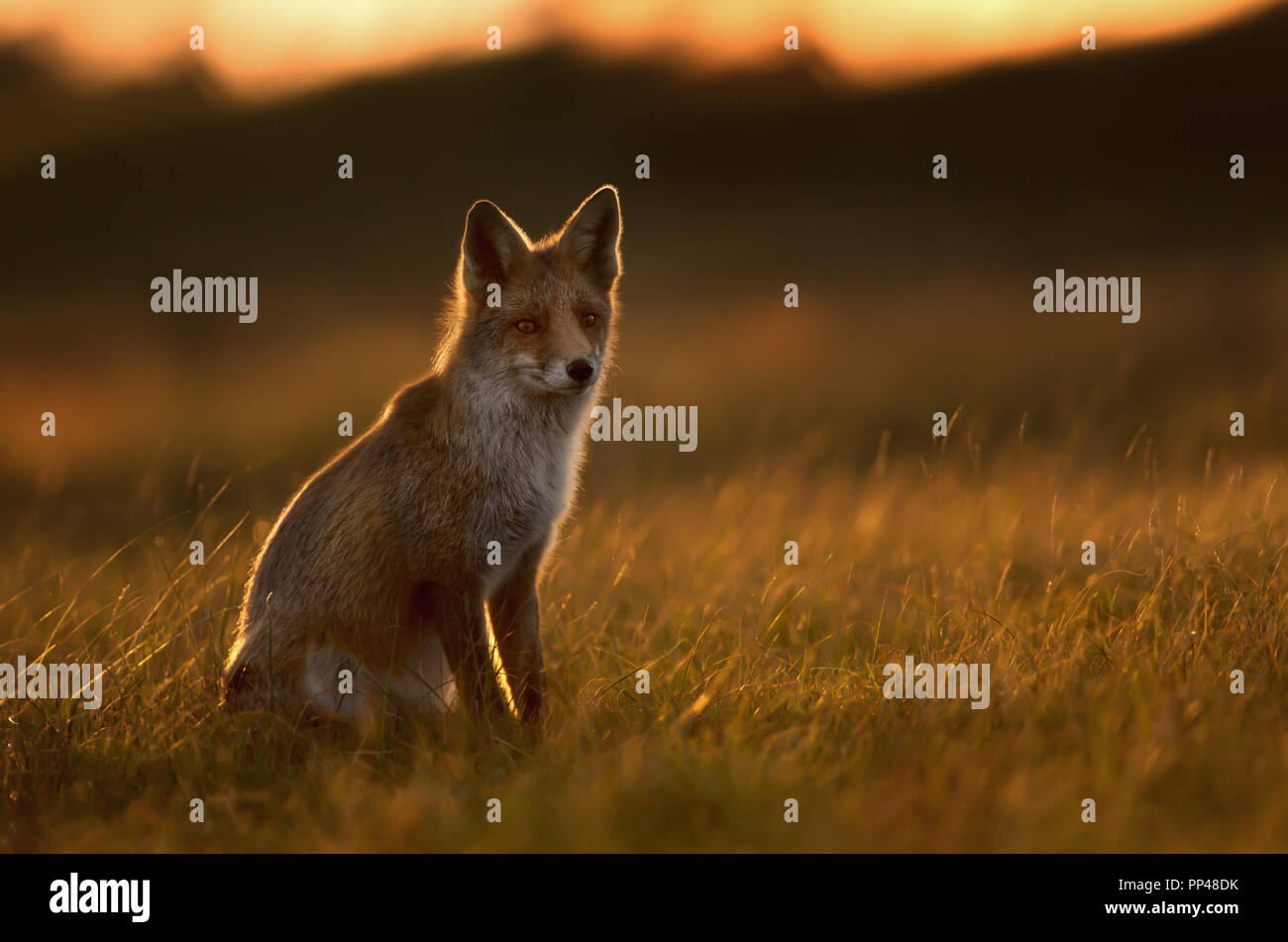 Silhouette di una volpe rossa seduta nel campo al tramonto. Foto Stock
