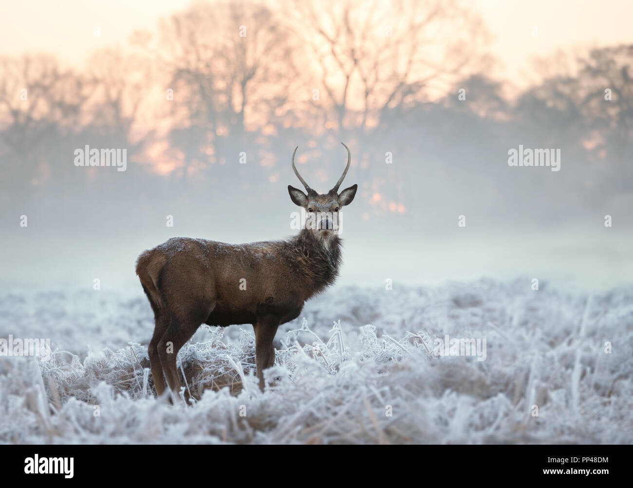 Giovani Red Deer buck in piedi in erba smerigliato su un inizio inverno freddo mattino, Inghilterra. Gli animali in inverno. Foto Stock