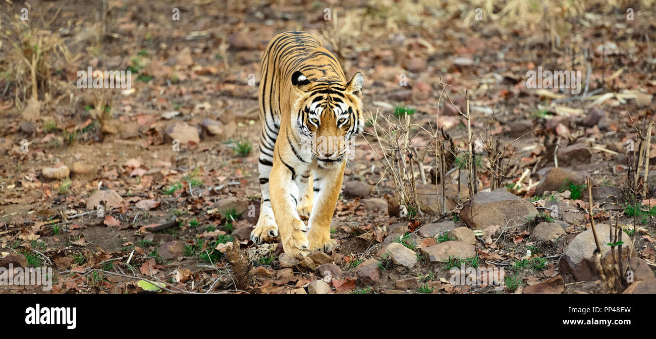 Le tigri di Tadoba (Maya, Matkasur, Choti Tara) Parco Nazionale, India Foto Stock