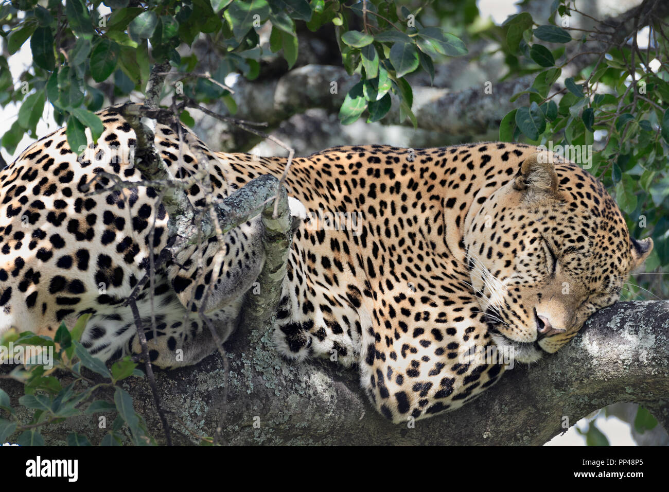 Grandi africana di Leopard in appoggio sugli alberi del Serengeti Foto Stock