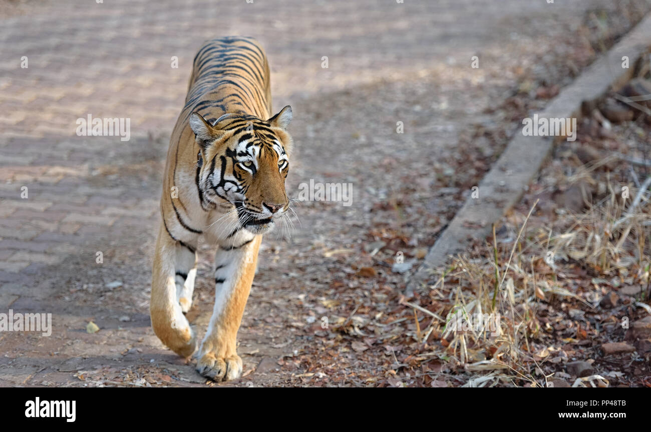 Le tigri di Tadoba (Maya, Matkasur, Choti Tara) Parco Nazionale, India Foto Stock