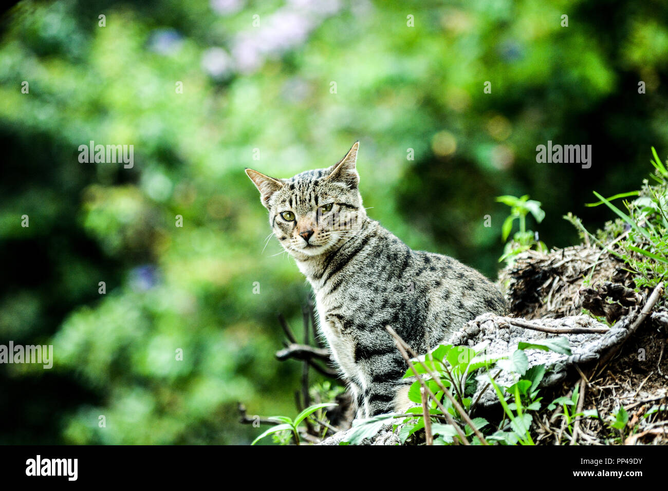 Simba il gatto di casa con la sua elegante e pigro pone. Girato sul Nikon D7100 Foto Stock
