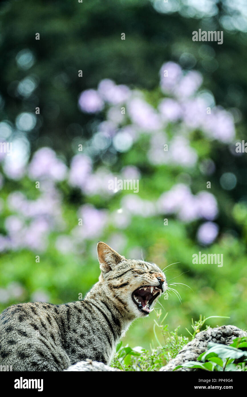 Simba il gatto di casa con la sua elegante e pigro pone. Girato sul Nikon D7100 Foto Stock