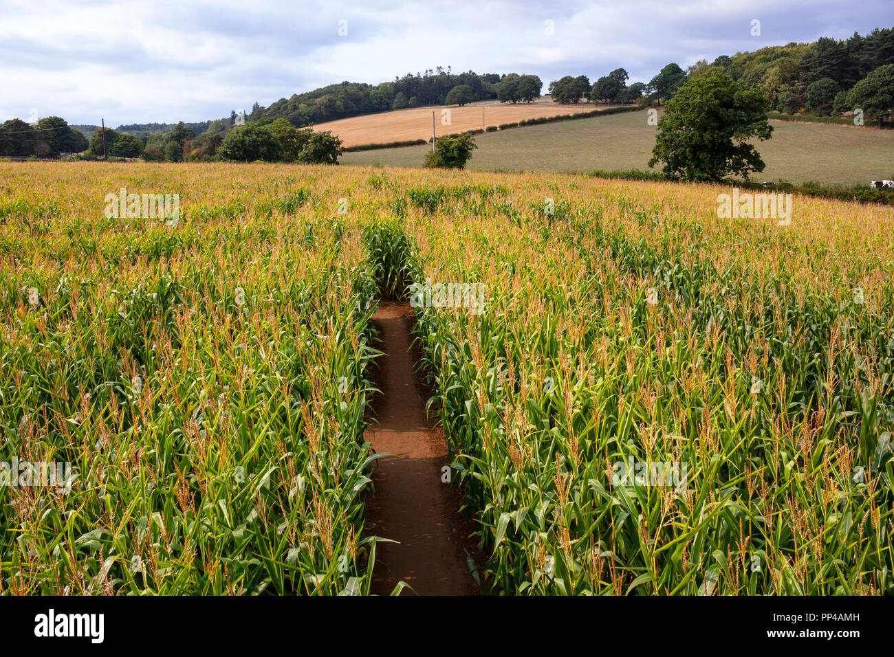 Il Labirinto di mais, Cawthorne, South Yorkshire Foto Stock
