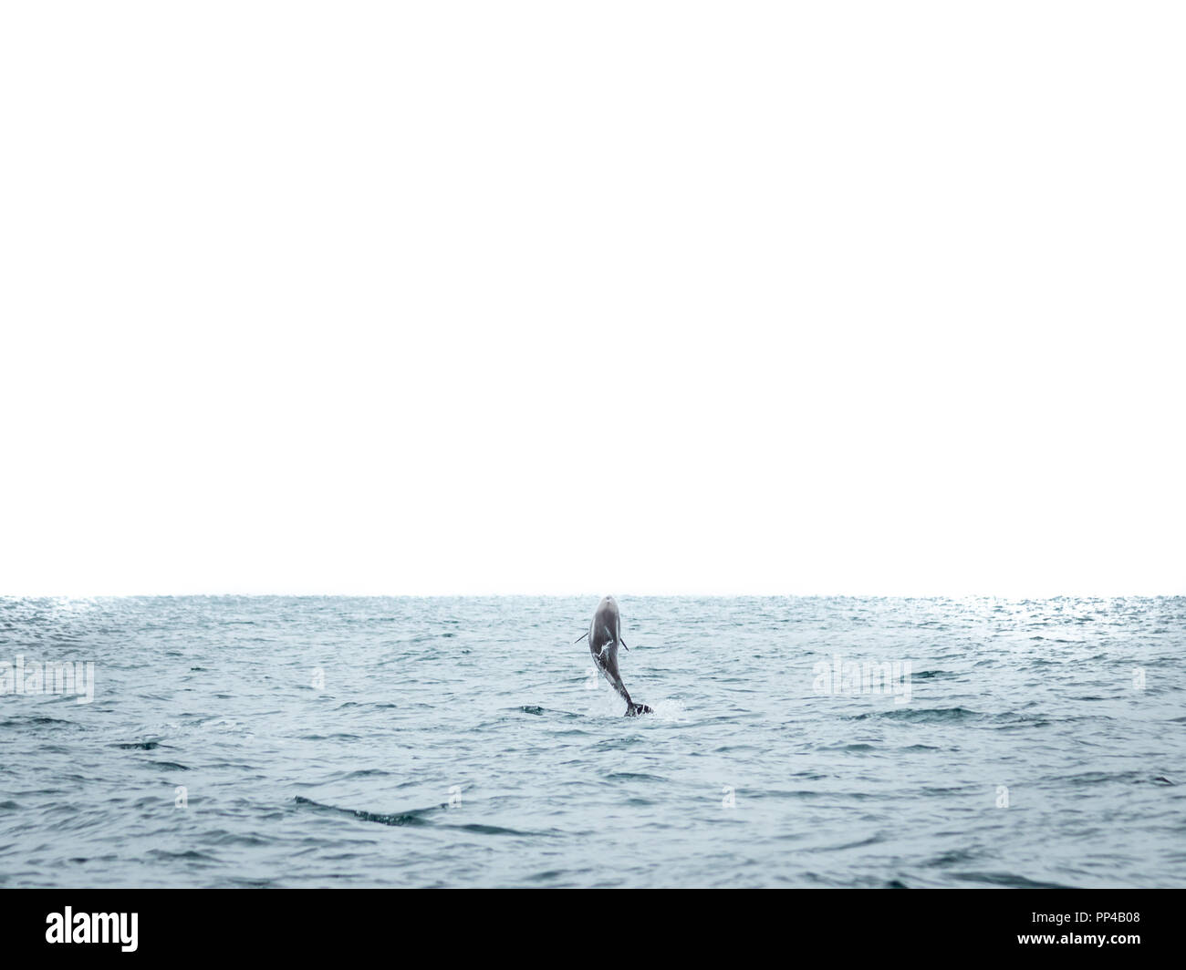 Unico saltando il tursiope o delfino maggiore isolato su sfondo bianco Foto Stock
