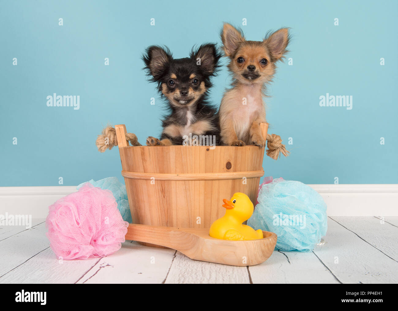 Due simpatici cuccioli di chihuahua in una sauna in legno della benna in un ambiente bagno con sfondo blu Foto Stock