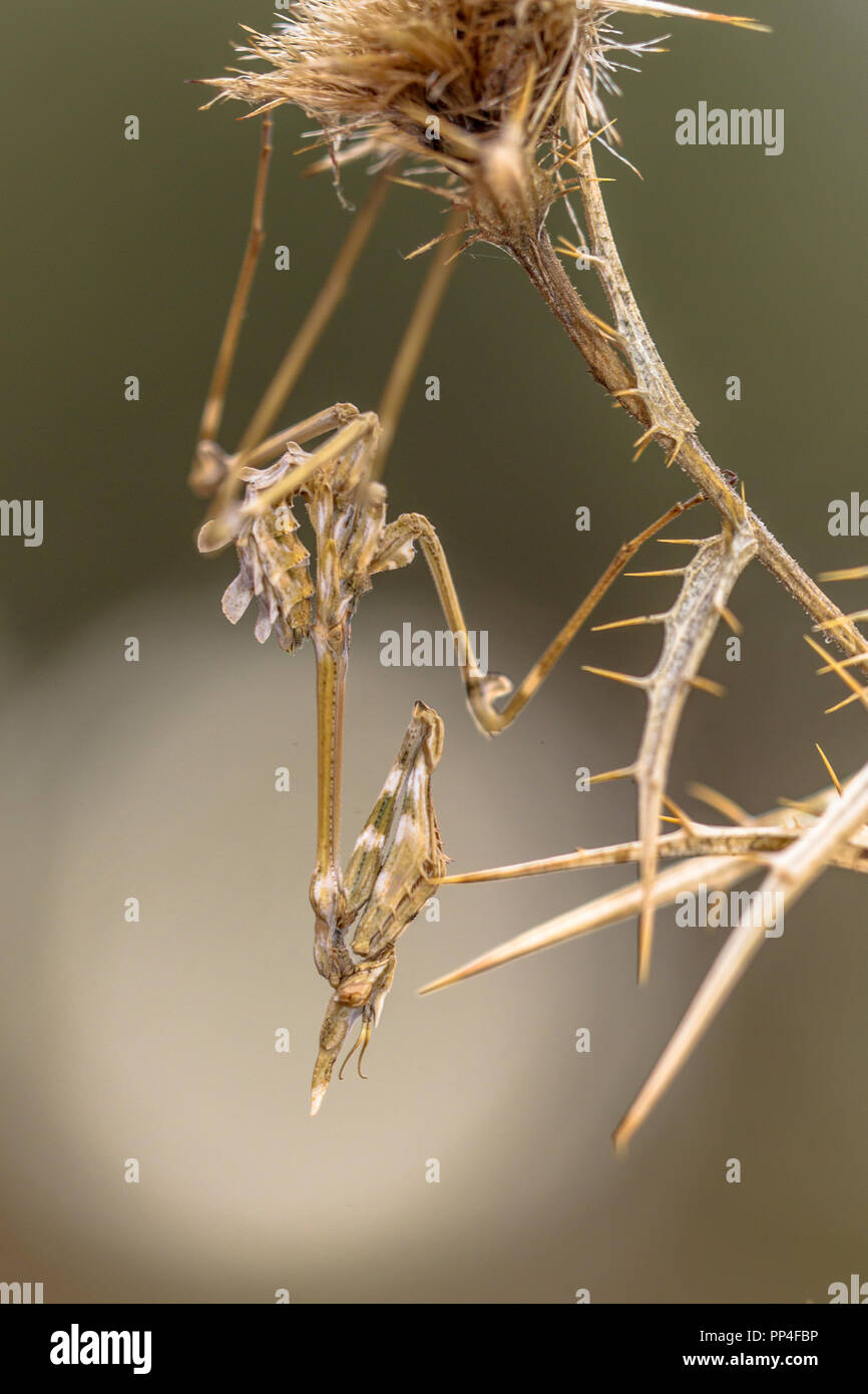 Conehead mantis (Empusa pennata) macchia mediterranea agguato insetto predatore con colori di mimetizzazione capovolto sulla pianta marrone Foto Stock