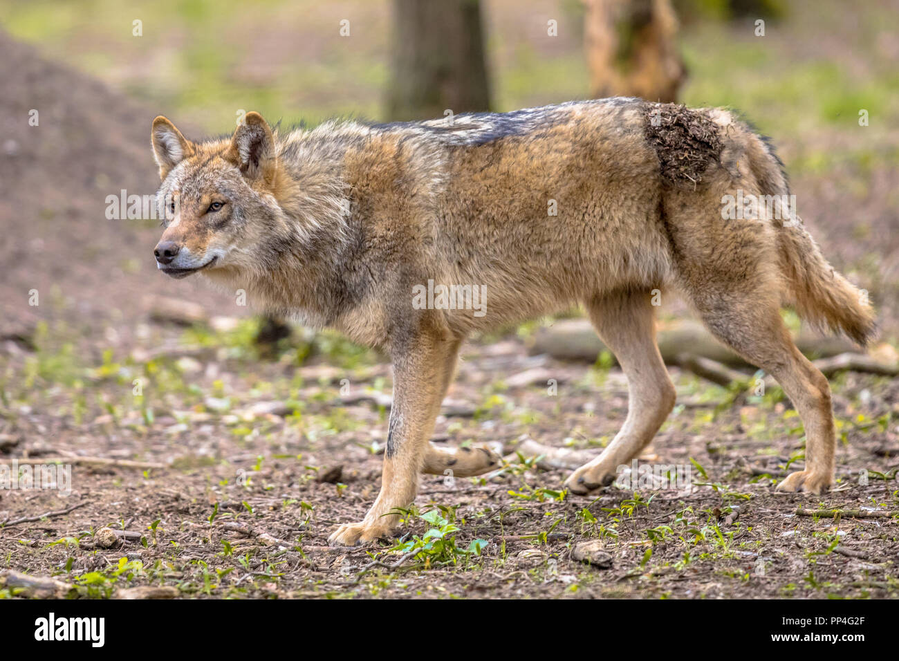 Unione Lupo (Canis lupus) passeggiate in foresta naturale habitat cercando di lato Foto Stock